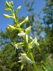 Platanthère à deux feuilles