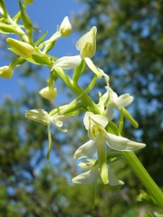 Platanthère à deux feuilles