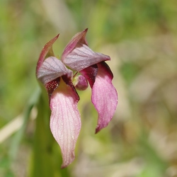 Serapias lingua