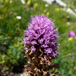 Traunsteinera globosa