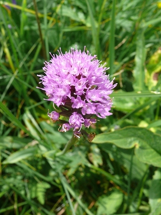 Orchis globuleux