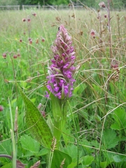 Orchis incarnat x Orchis de mai