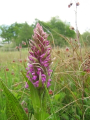 Orchis incarnat x Orchis de mai