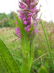 Orchis incarnat x Orchis de mai