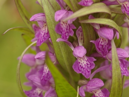 Orchis incarnat x Orchis de mai