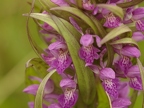 Orchis incarnat x Orchis de mai