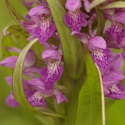  HYBRIDES