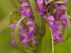 Orchis incarnat x Orchis de mai