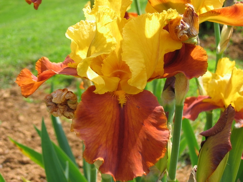 Jardin botanique du Montet