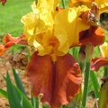 Jardin botanique du Montet