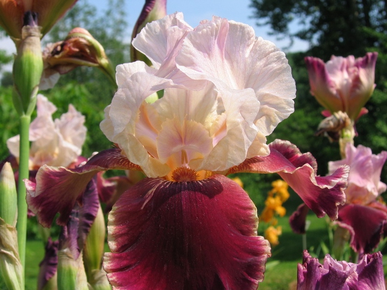 Jardin_botanique_Montet_06.jpg