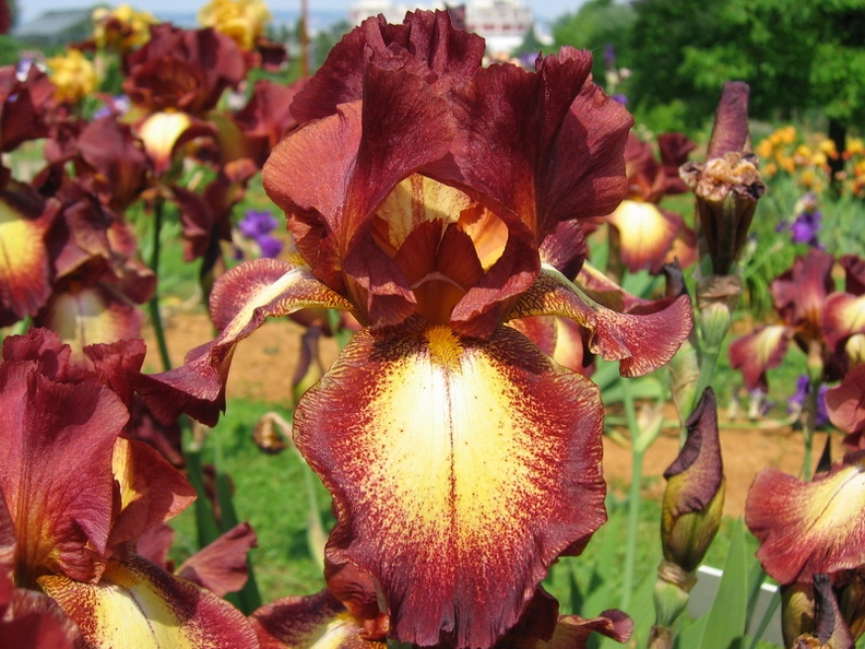 Jardin botanique du Montet