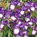 Jardin botanique du Montet