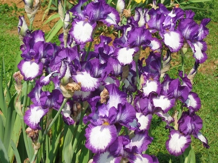 Jardin botanique du Montet