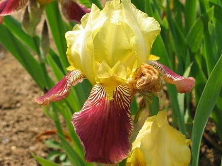 Jardin botanique du Montet