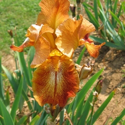 Jardin botanique du Montet - Villers-lès-Nancy (54)