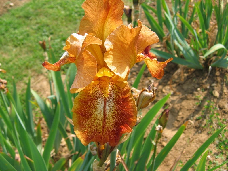 Jardin_botanique_Montet_13.jpg