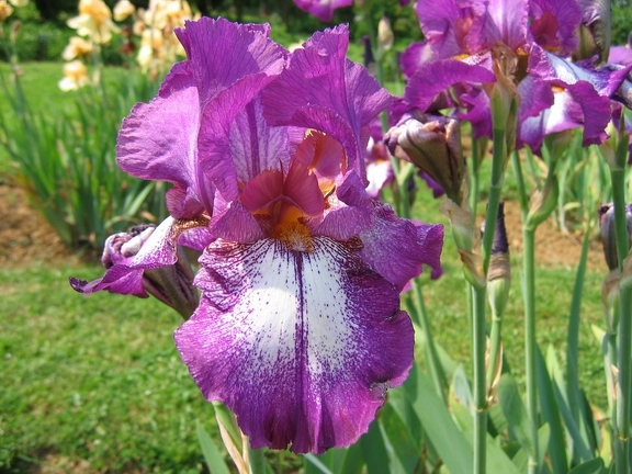 Jardin botanique du Montet