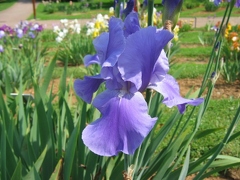 Jardin botanique du Montet