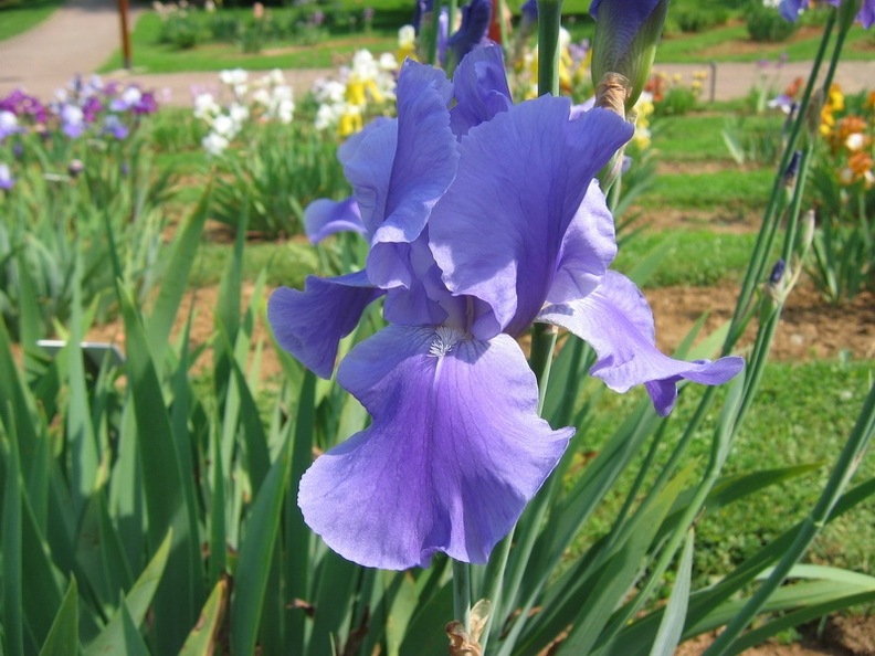 Jardin_botanique_Montet_15.jpg