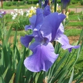 Jardin botanique du Montet