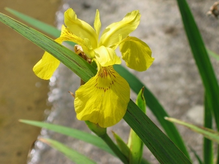 Jardin botanique du Montet