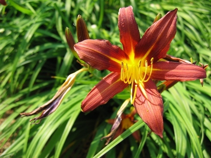 Jardin botanique du Montet