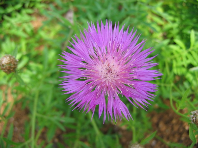 Jardin_botanique_Montet_22.jpg