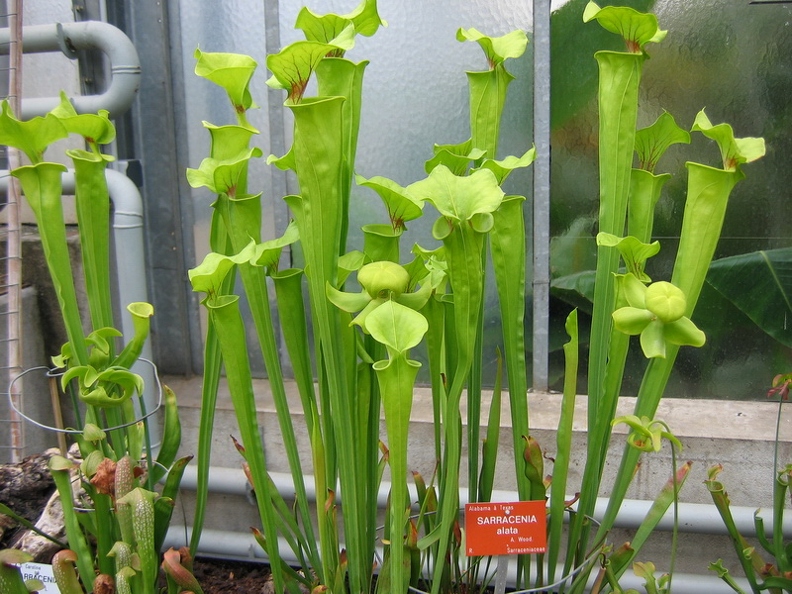Jardin_botanique_Montet_25.jpg