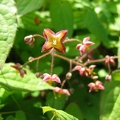 Jardin_botanique_Montet_26.jpg