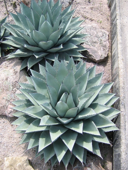 Jardin_botanique_Montet_27.jpg