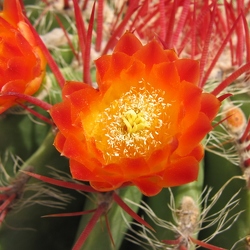 Jardin exotique d'Eze (06)