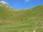 Vaches d'Hérens