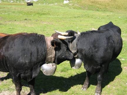 Vaches d'Hérens