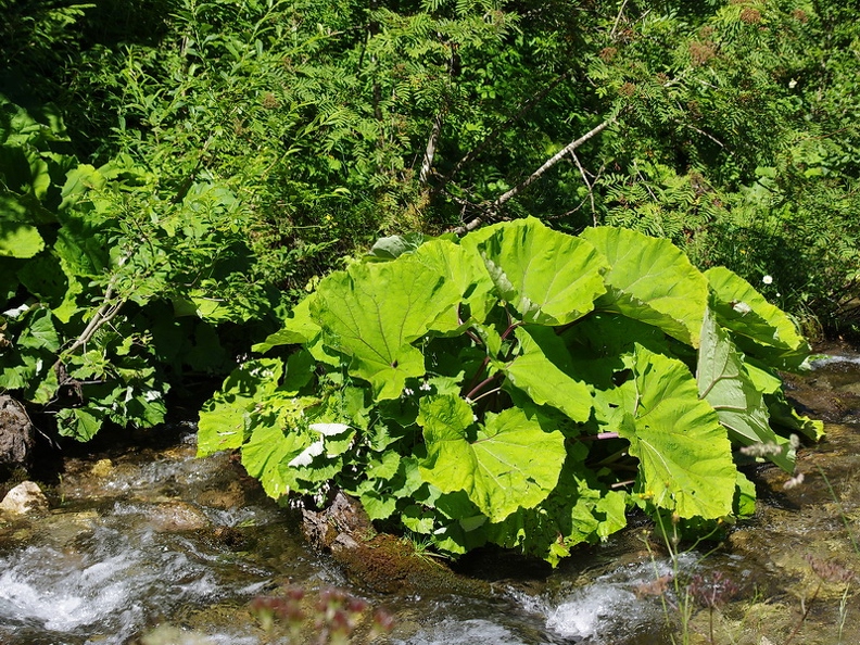 Ruisseau des Masses