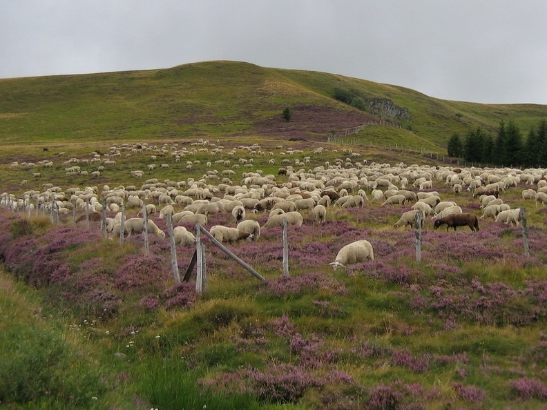 Troupeau de moutons - La Banne d'Ordanche