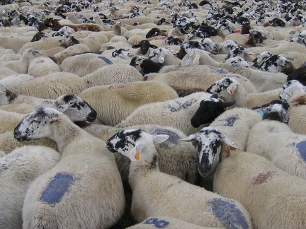 Les moutons du plateau de Durbise