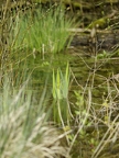 Marais de Pouan-les-Vallées