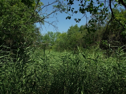 Réserve naturelle des Grangettes