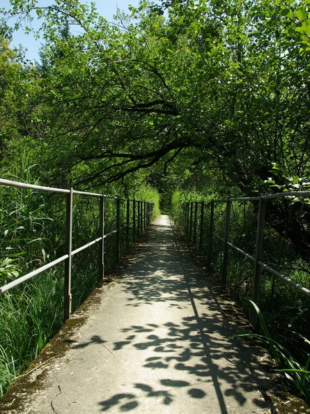 Passerelle enjambant la roselière du Vieux Rhône
Noville - canton de Vaud (SUISSE) Grangettes_02.jpg