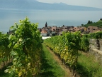 Terrasses de Lavaux