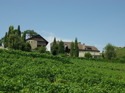 Terrasses de Lavaux