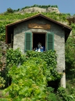 Terrasses de Lavaux