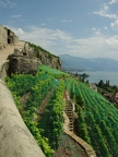 Terrasses de Lavaux