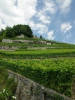 Terrasses de Lavaux