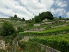 Terrasses de Lavaux