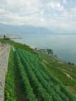 Terrasses de Lavaux