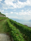 Terrasses de Lavaux