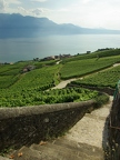 Terrasses de Lavaux