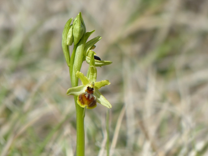 Ophrys litigieux